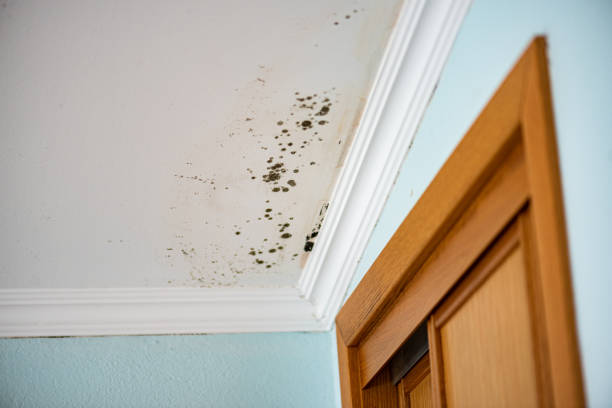 Best Attic Mold Remediation in Fort Loramie, OH