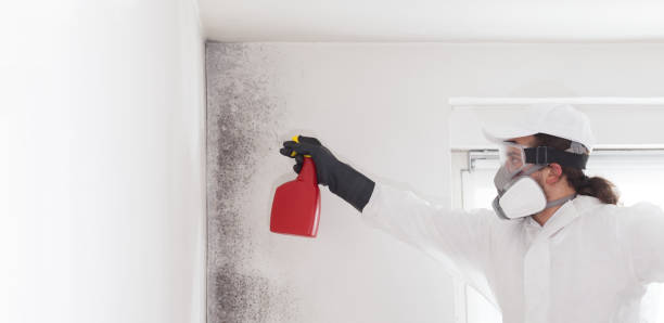 Best White Mold Remediation in Fort Loramie, OH