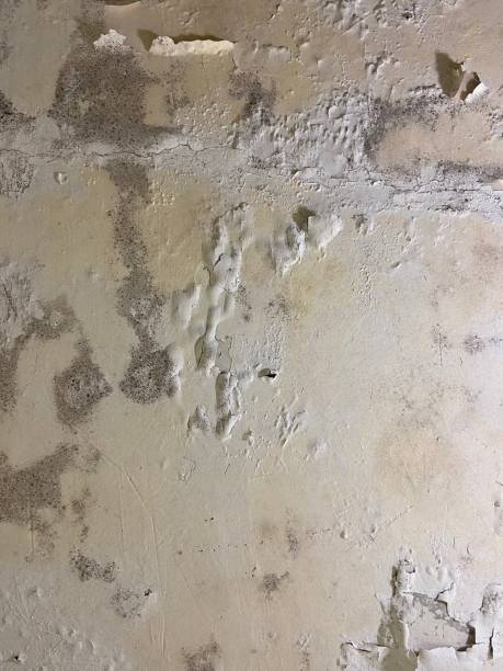 Best Black Mold Remediation in Fort Loramie, OH