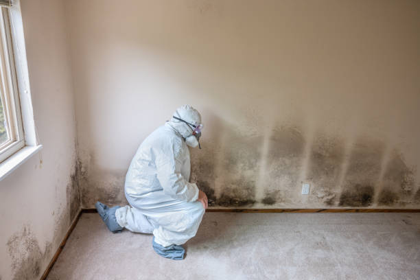 Best Mold Remediation for Specific Building Types in Fort Loramie, OH