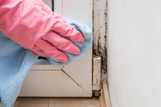 Best Black Mold Remediation in Fort Loramie, OH