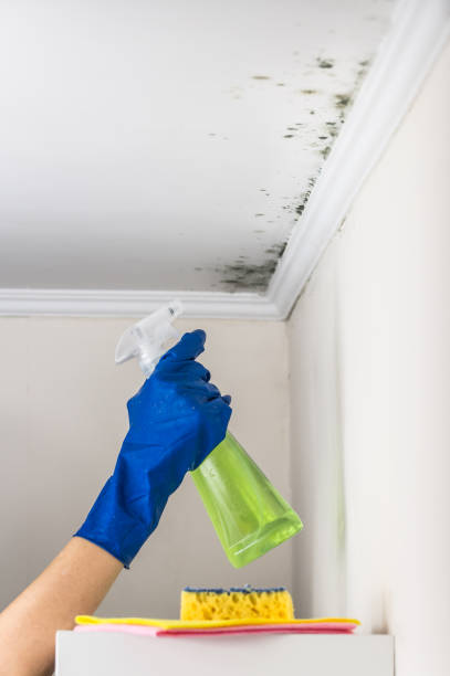 Best Emergency Mold Remediation in Fort Loramie, OH